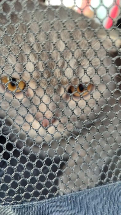 Кот породы скоттиш фолд