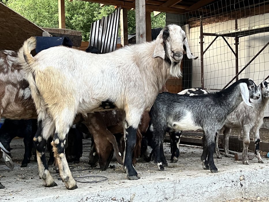 Tap anglonubian rasa pura