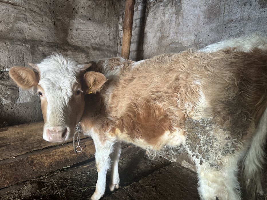 Продат телку  Симментал на развод.