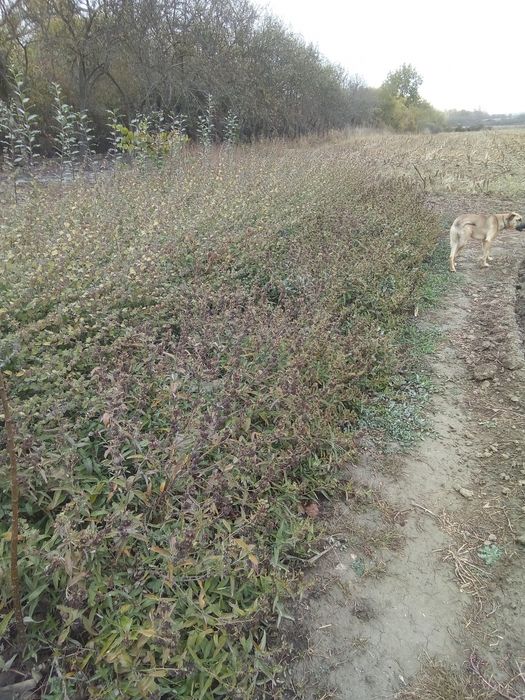 ЕВОДИЯ,СОФОРА,КАРИОПТЕРИС-медоносни дървета и храсти.