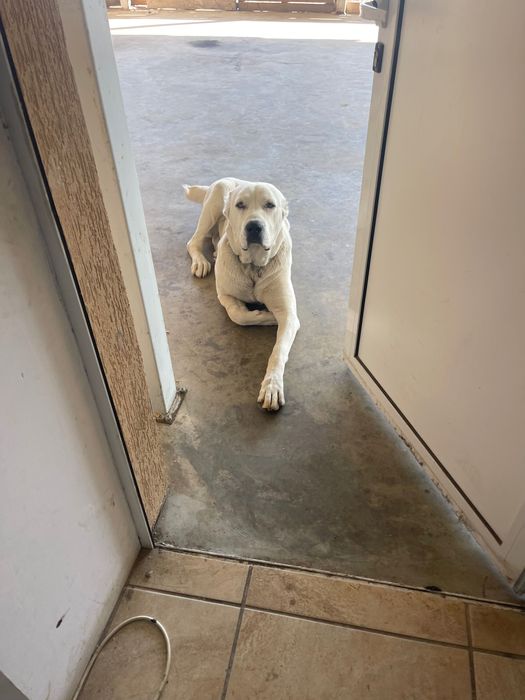 Кученца Алабай породисти с родословие