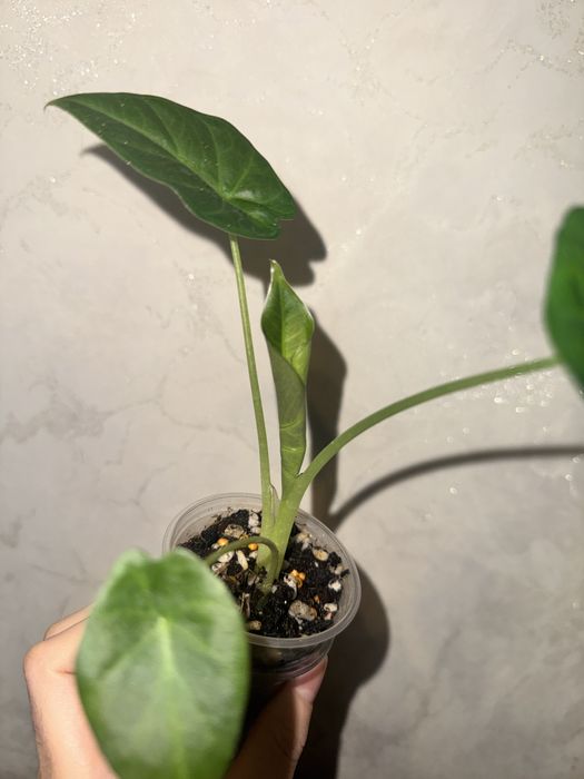 Алоказия регал шилдс