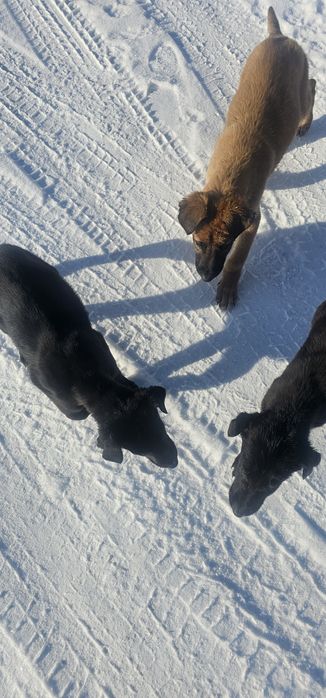 Немецкая овчарка