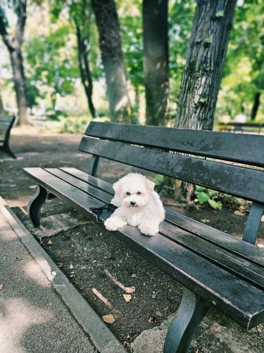 Fetiță Bichon Frisé FCI – pedigree AChR