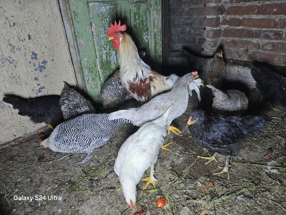 Млади селски петли