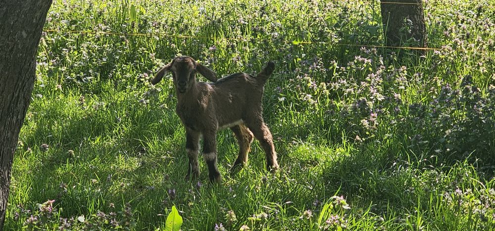 Vand capră metis Toggenburg