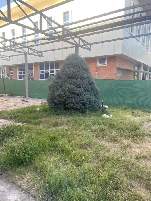 Голубая ель 10 лет высота более 2х метров