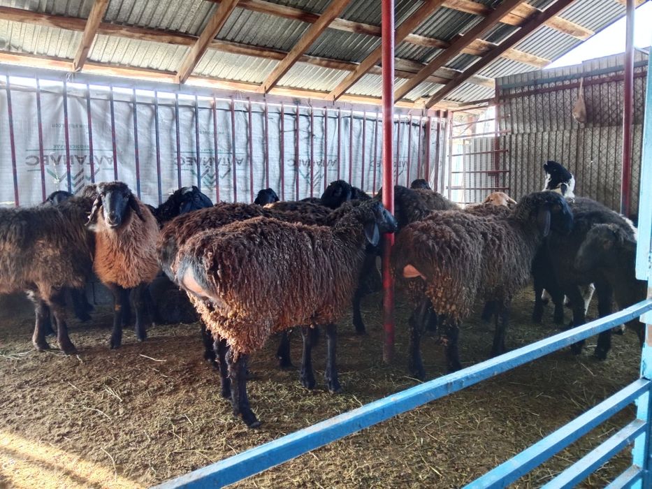 Кой сатылады Продаю баран