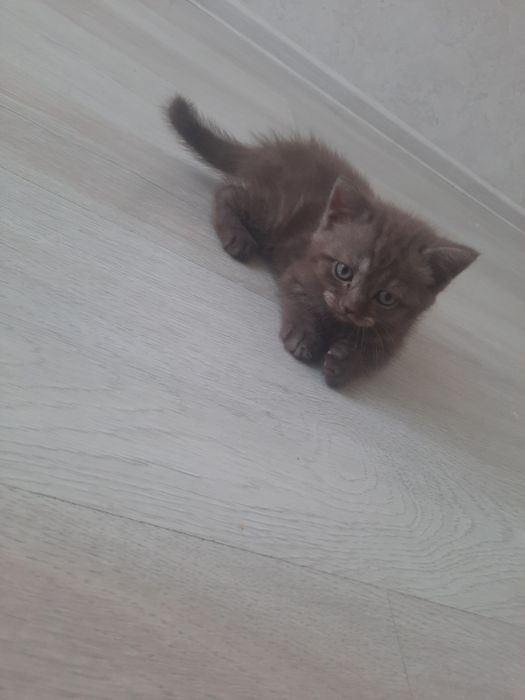 Продаются породстые котята скотиш страйт