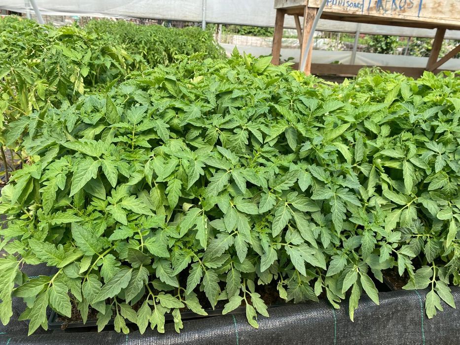 Rasaduri legume si flori Tartasesti
