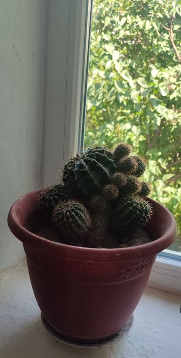 Домашние кактусы 4 ШТ .