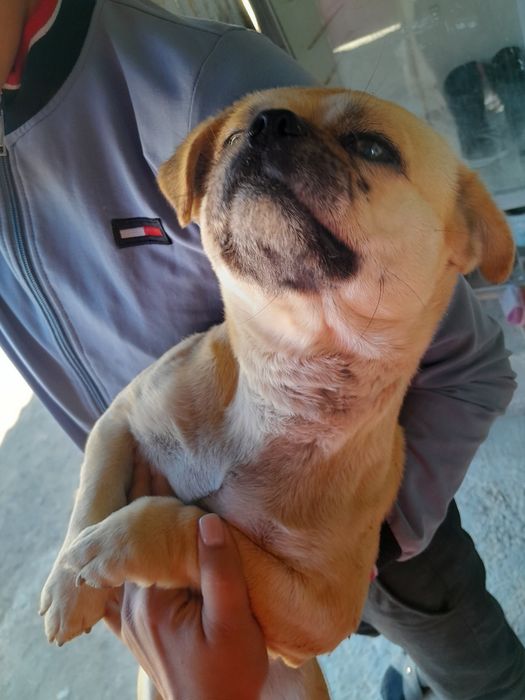 Мопс 1жаста есімі Бобик