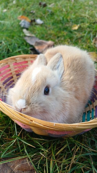 iepuri cap de leu pitic