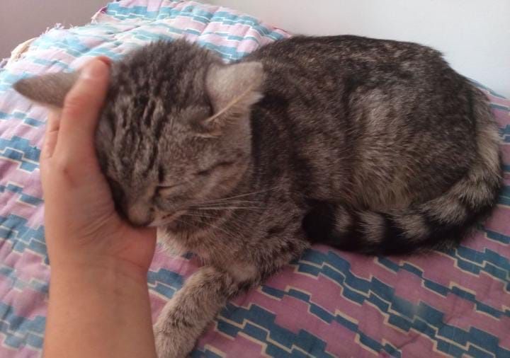 Отдам кошку в добрые руки