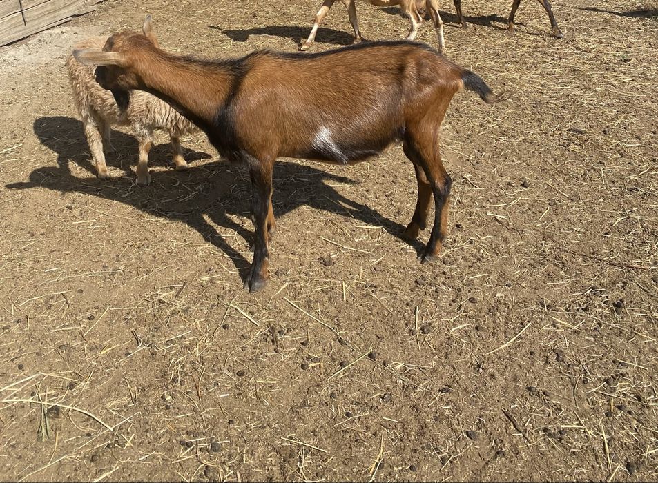Capra alpina franceza