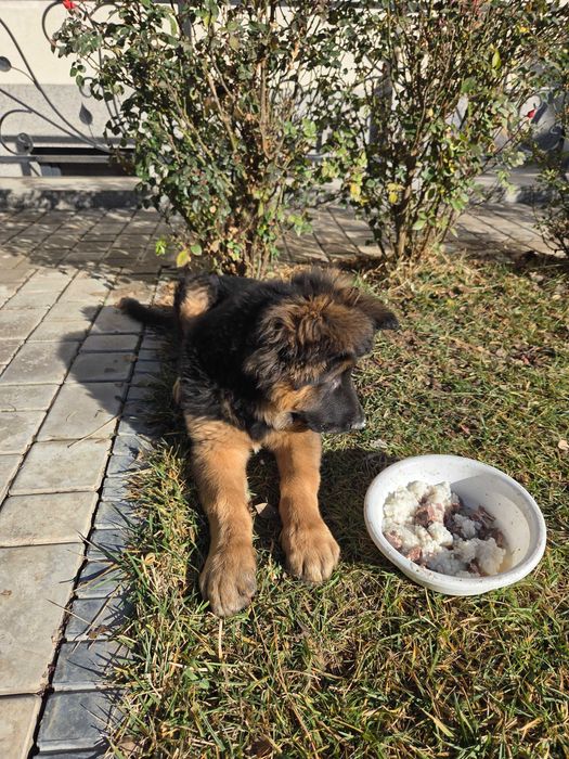 Немецкая Овчарка. 3 месяца кабель.