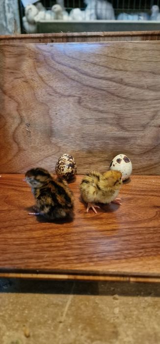 Продам перепелят