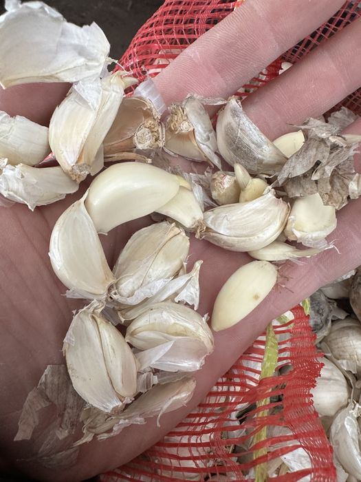 Usturoi pentru plantat cu certificat de calitate