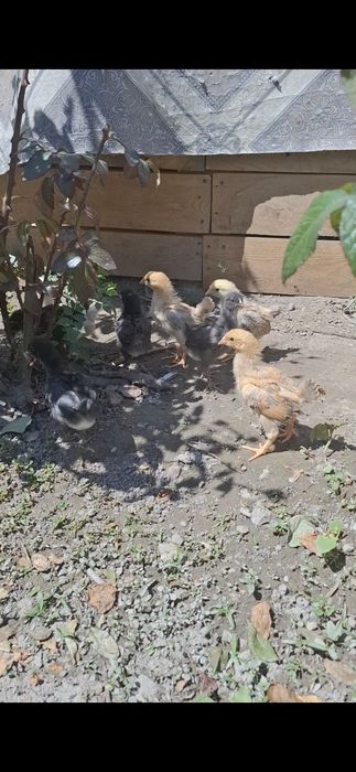 Балапан дар сатылады парода