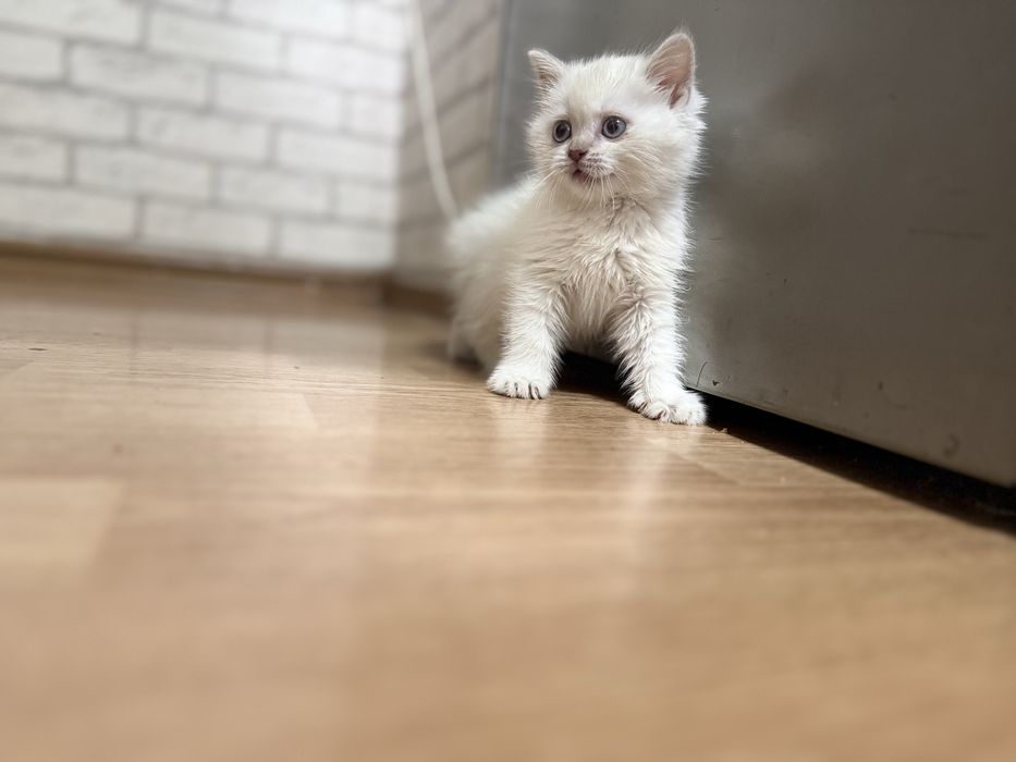 Продам котика британская