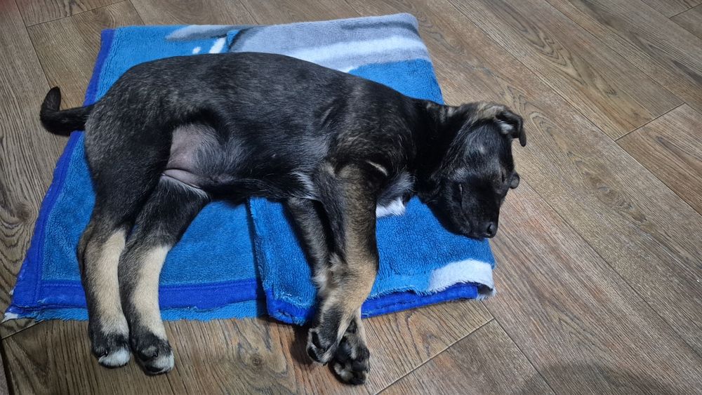 Отдам щенка-девочка возраст 2.5 месяца