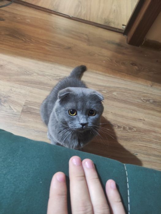 Кот породы скоттиш фолд