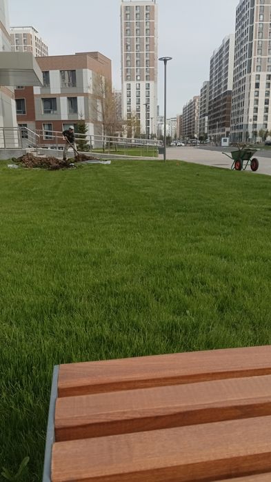 Посадка деревьев и кустарников