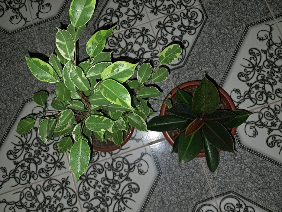 Замиокулькасы Долларовое