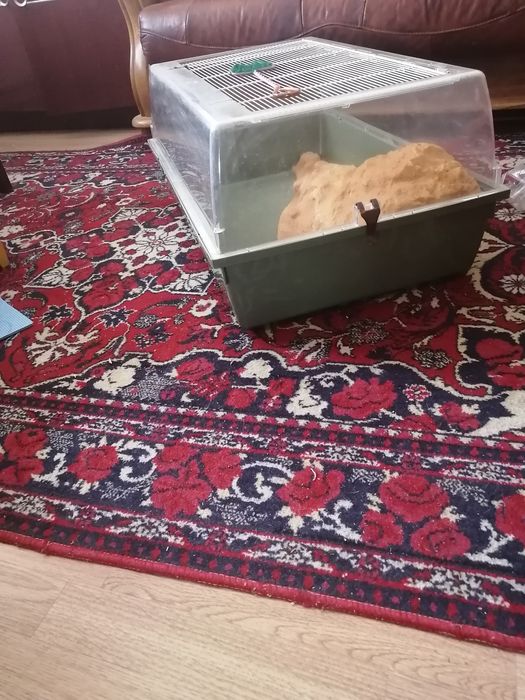 Аквариум для черепашки б/у за 45000 тенге