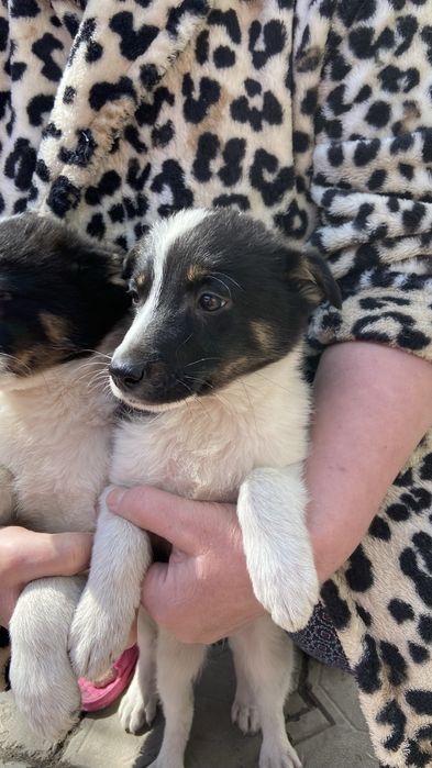 Отдам умного шенка