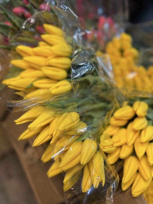 Тюльпаны к 8 марта