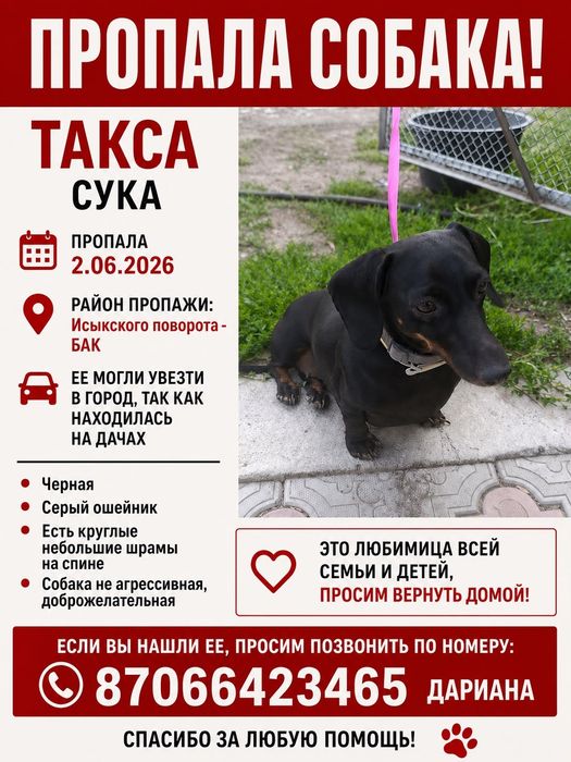 Потерялась Такса