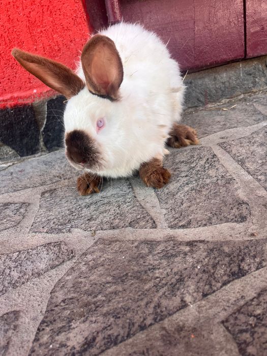 vând iepuri californian!