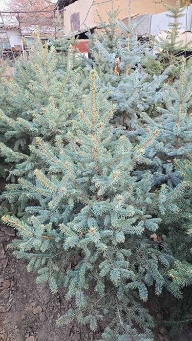 Последний месяц ель сажают зимой а не в марте!!!