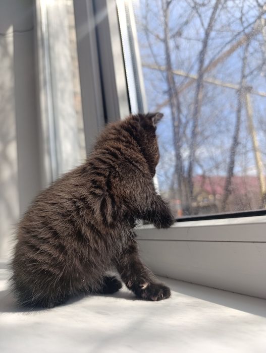 Котята девочки в добрые руки