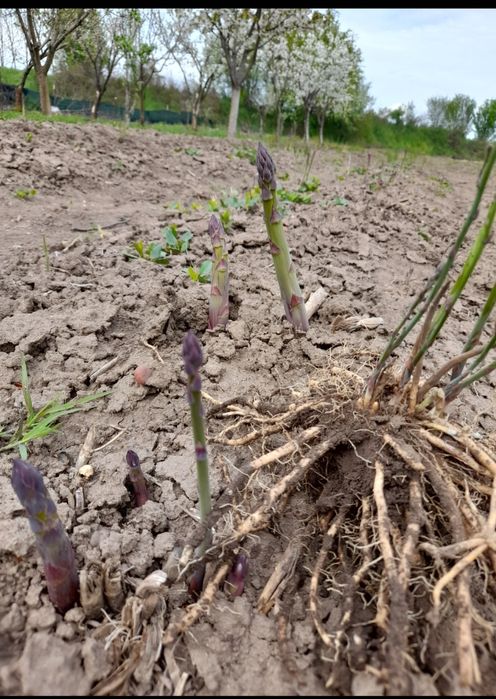 Vind coroane sparanghel