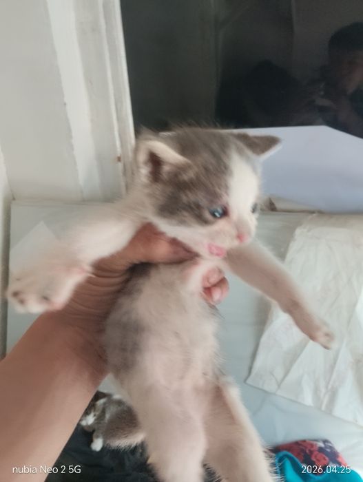 Котята даром или (тигры)