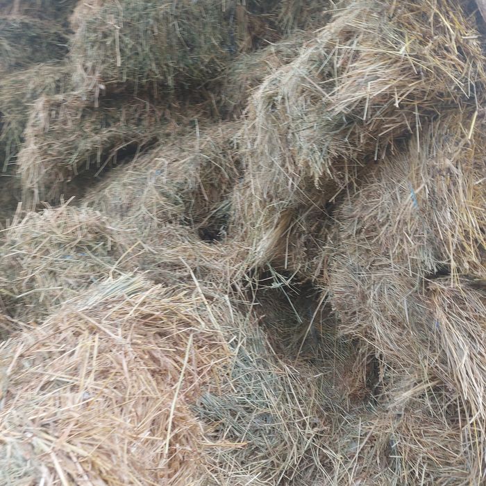 Vând baloti mari și mici