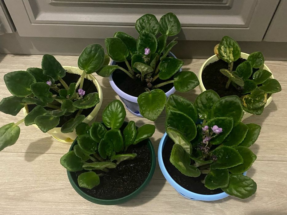 Продам комнатные цветы