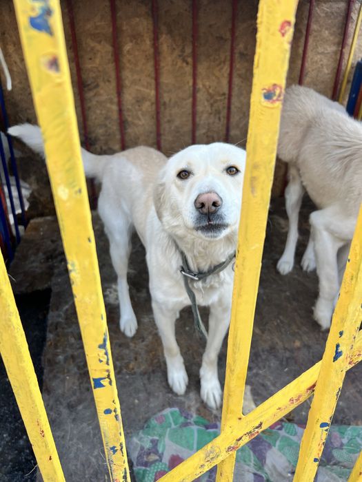 Хорошая Сторожевая собака