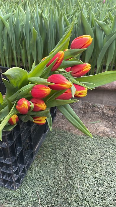 Тюльпаны Тюльпаны