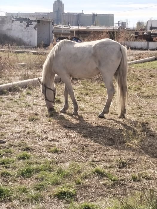 Кобыла продажа...