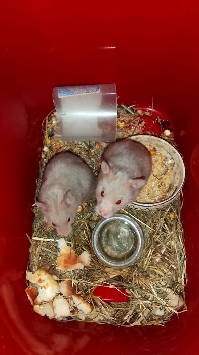 Donez urgent hamsteri nu am unde să îi mai tin