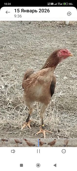 Сатлады срочнаа.