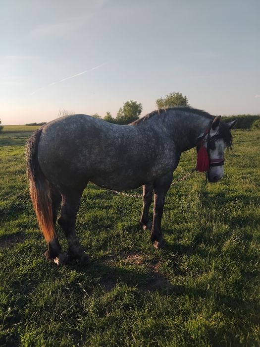 Vând iapă sura vîrta 3 ani gestantă