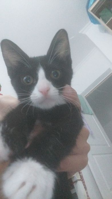 Котёнок мальчик в хорошие руки