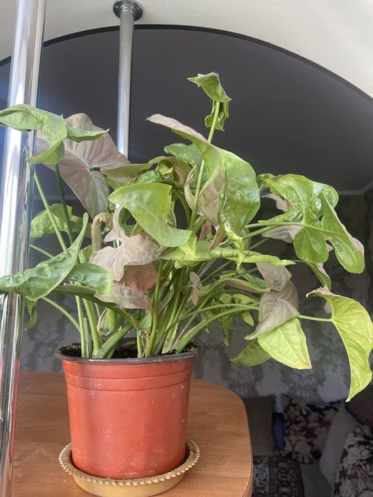 Комнатное растение,вьющееся Сингониум