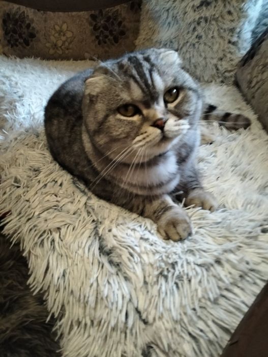 Vind pisică de rasă Schorchio fold foarte frumoasă