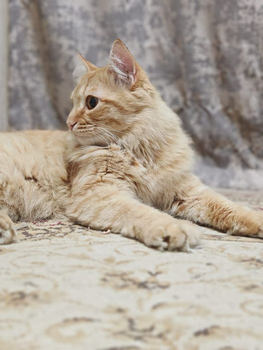 Кот. Котенок. Рыжик