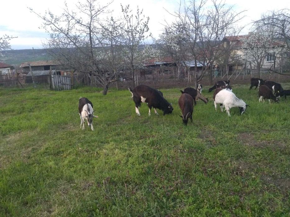 Продавам пръчове